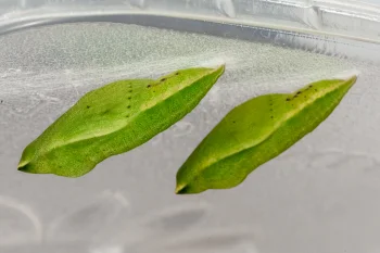 Colias alfacariensis pupa