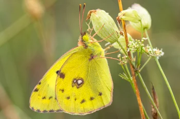 Colias alfacariensis imago