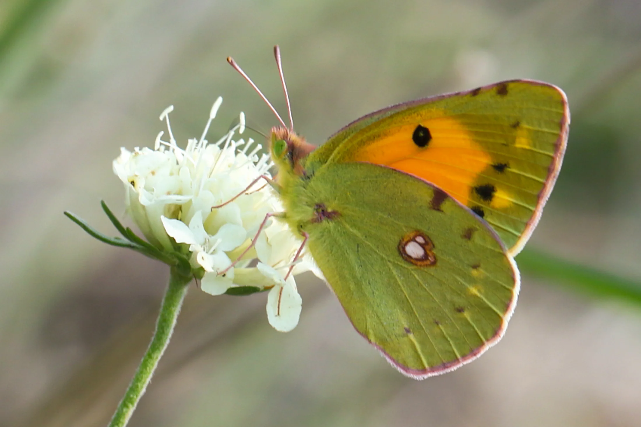 Colias crocea imago