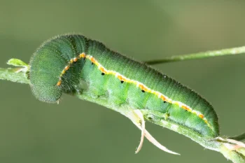 Colias crocea larva