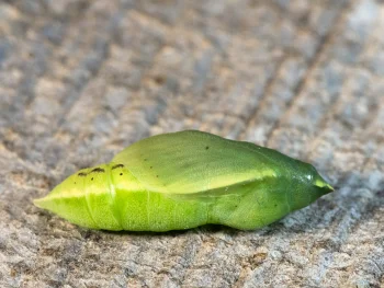 Colias crocea pupa