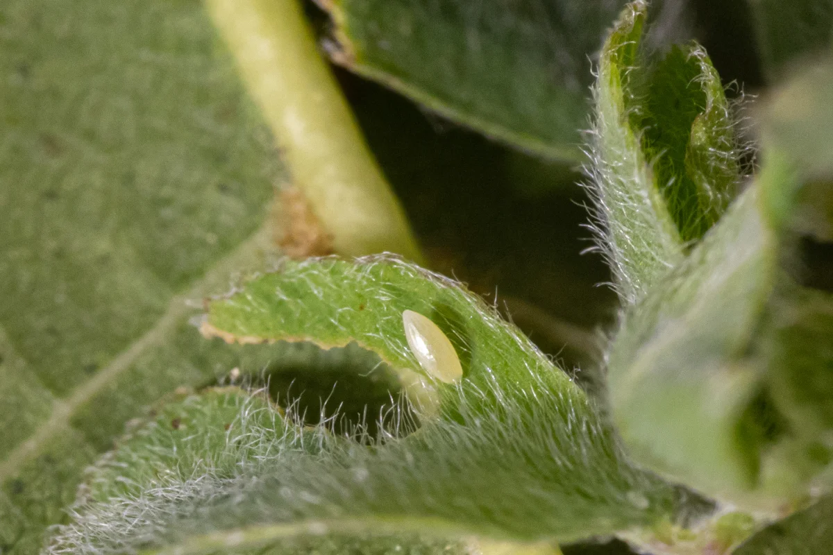 Colias crocea – Vajíčko