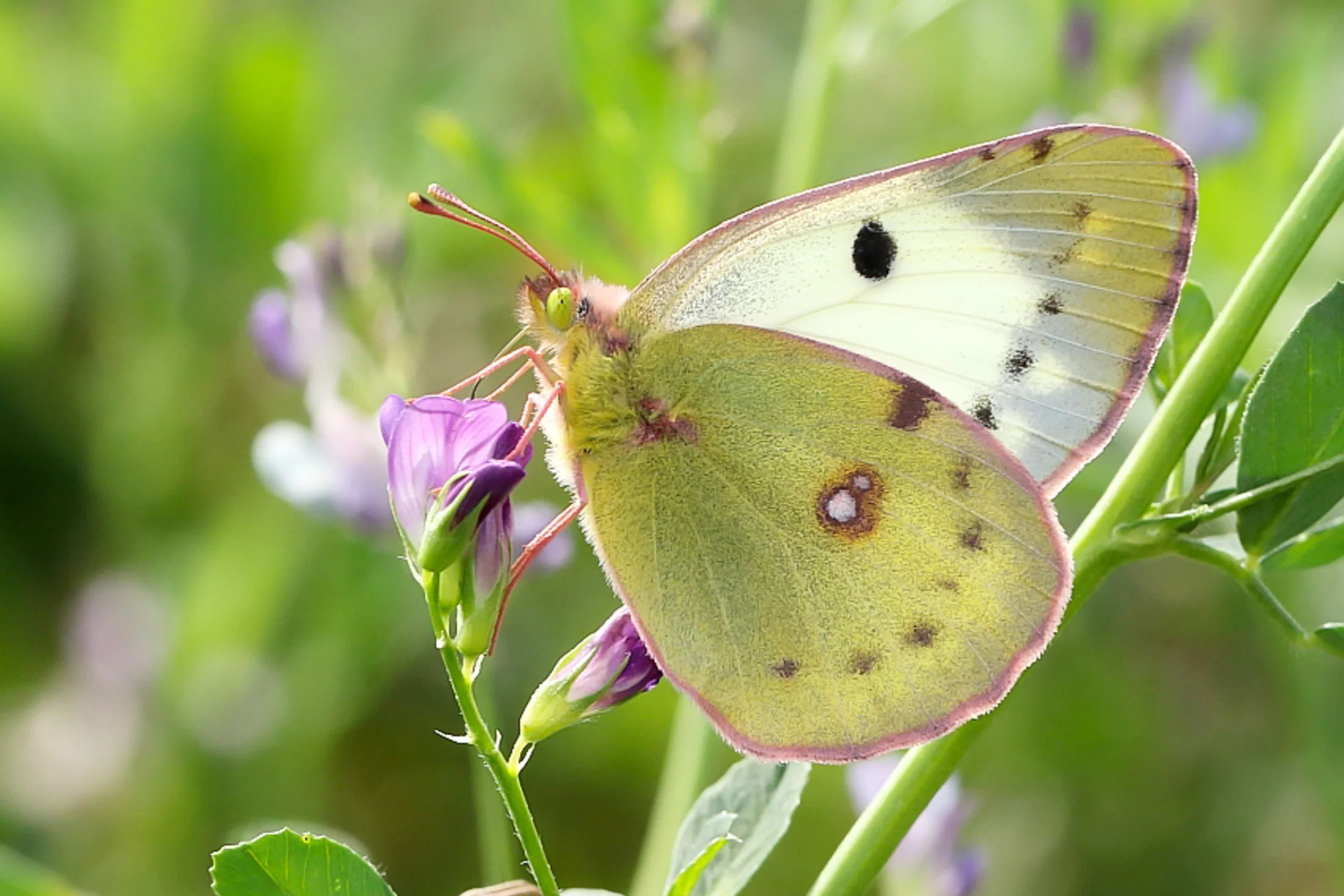 Colias erate imago