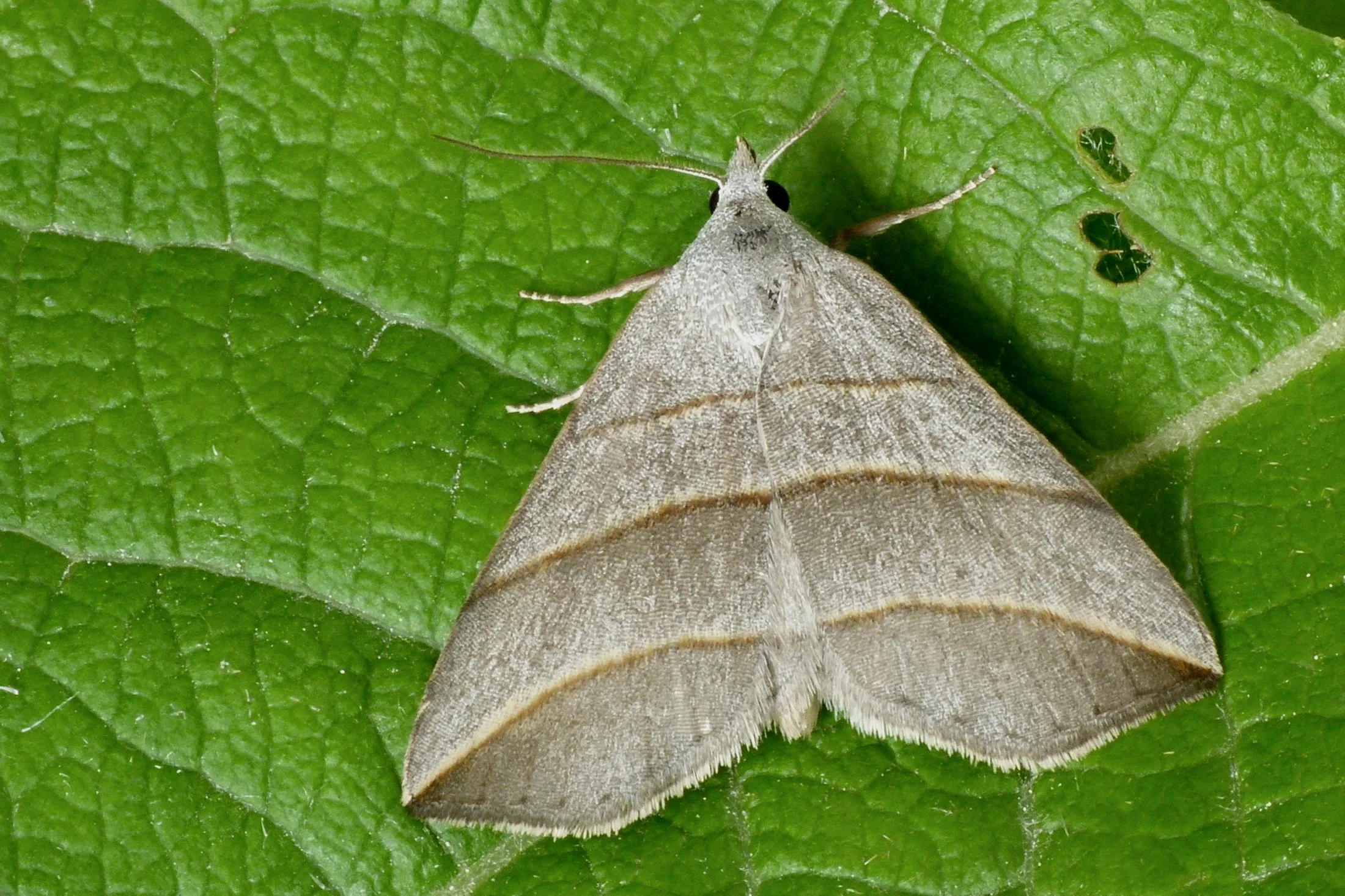 Colobochyla salicalis imago