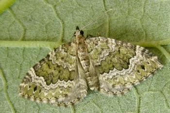 Colostygia olivata imago