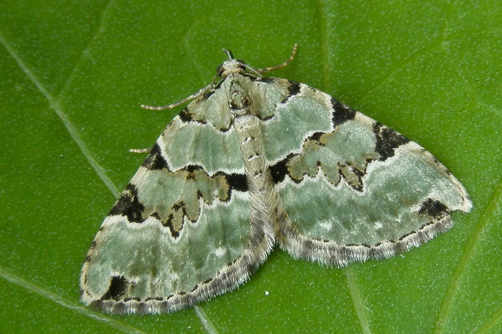 Colostygia pectinataria imago