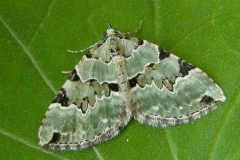 Colostygia pectinataria imago
