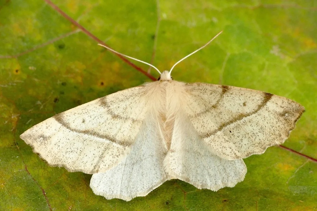 Colotois pennaria imago