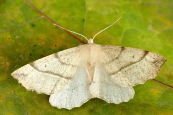 Colotois pennaria imago
