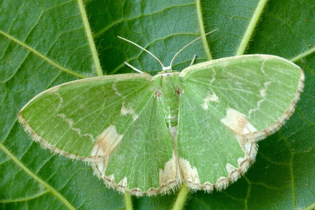 Comibaena bajularia imago