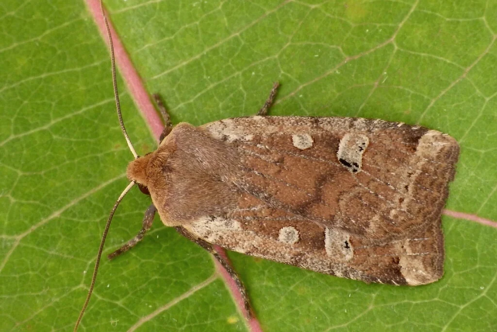 Conistra erythrocephala imago
