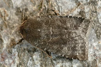 Conistra ligula imago