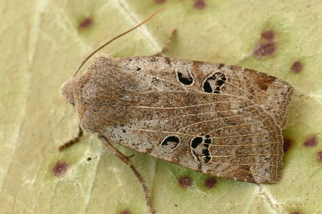 Conistra rubiginosa imago