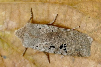 Conistra rubiginosa imago