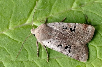 Conistra rubiginosa imago