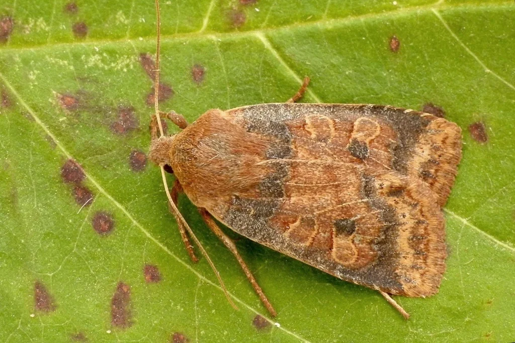 Conistra vaccinii imago