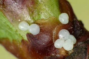 Conistra vaccinii ova