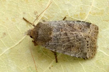Conistra vaccinii imago