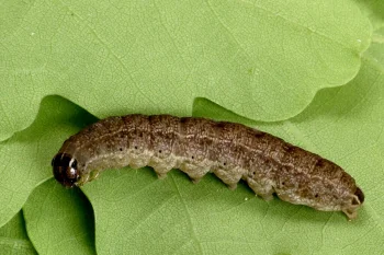 Conistra vaccinii larva