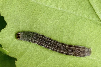 Conistra vaccinii larva