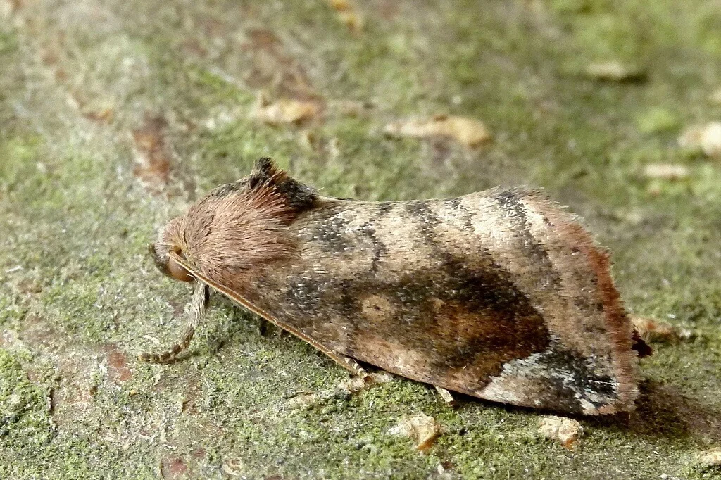 Cosmia affinis imago