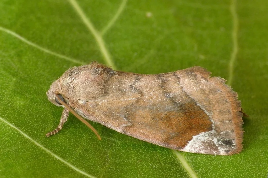 Cosmia pyralina imago