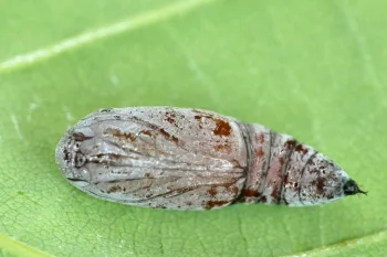 Cosmia trapezina pupa