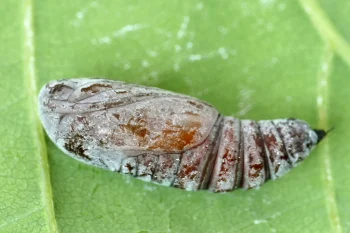 Cosmia trapezina pupa