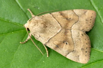 Cosmia trapezina imago