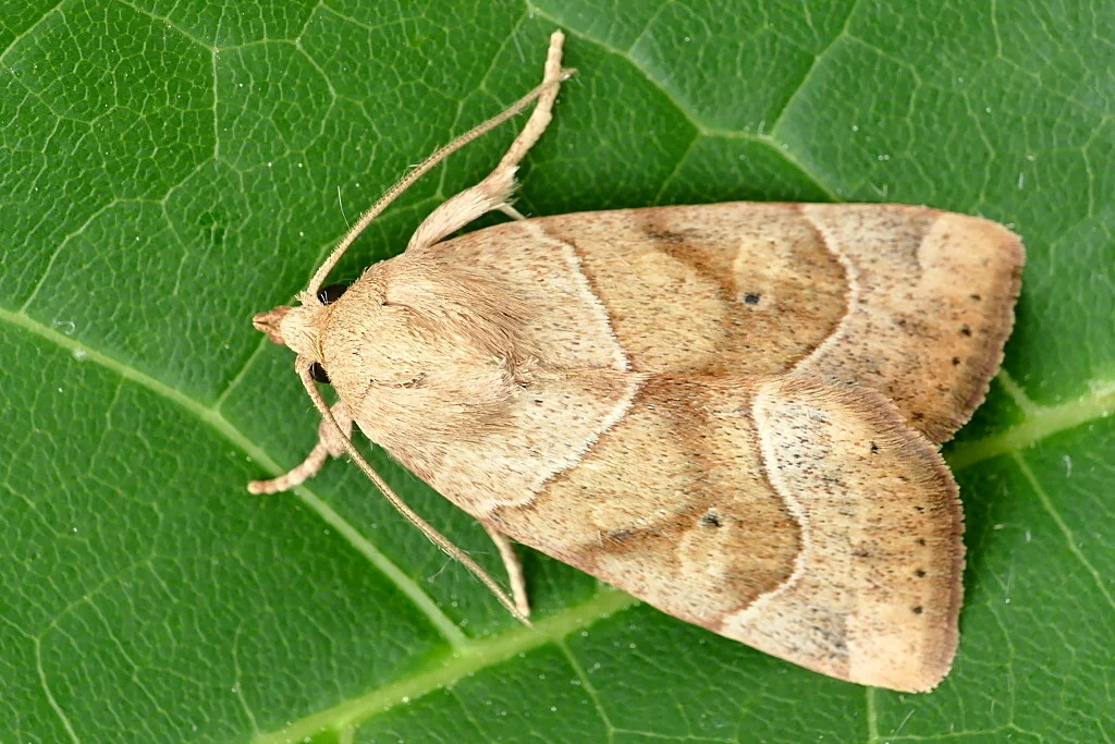 Cosmia trapezina imago
