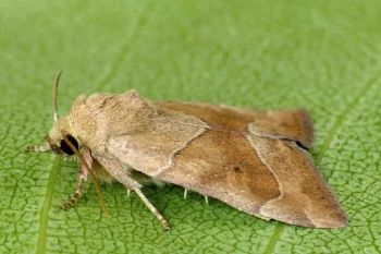 Cosmia trapezina imago