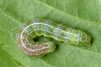 Cosmia trapezina larva