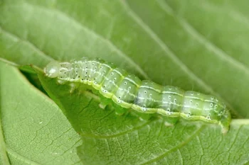 Cosmia trapezina larva