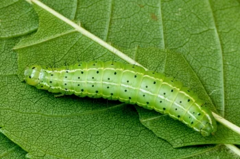 Craniophora ligustri larva
