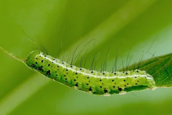 Craniophora ligustri larva