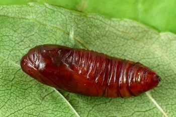 Craniophora ligustri pupa