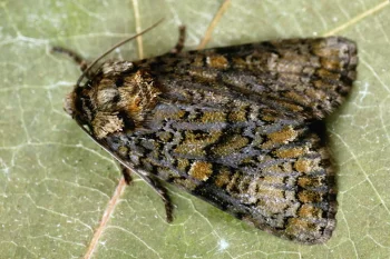 Craniophora ligustri imago