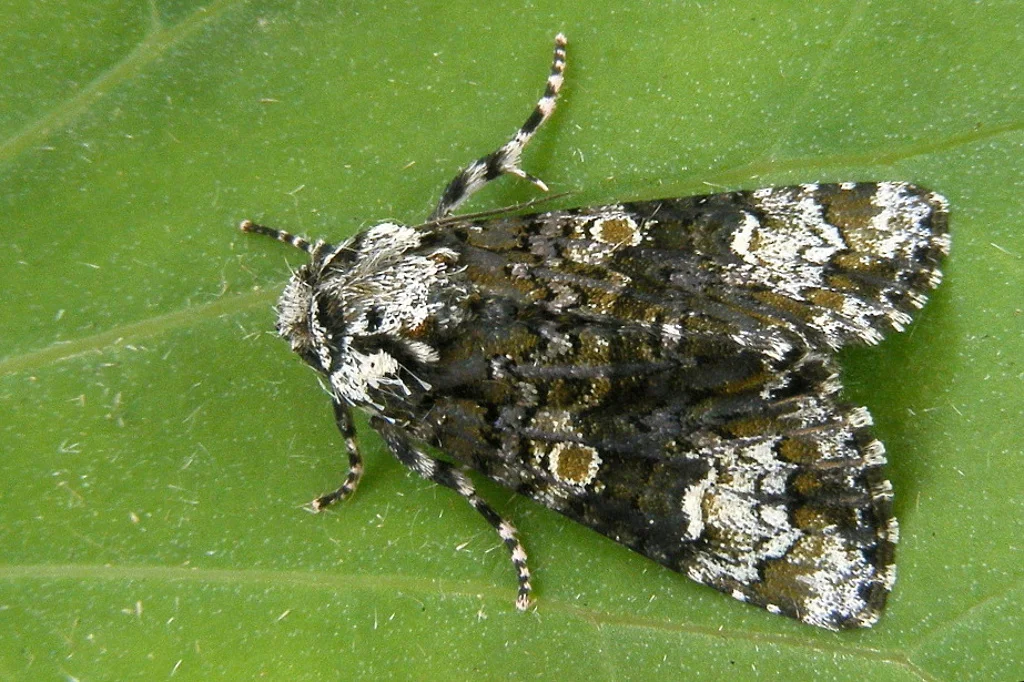 Craniophora ligustri imago