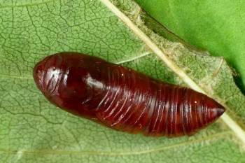 Craniophora ligustri pupa