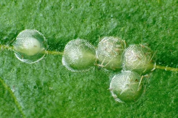 Craniophora ligustri ova