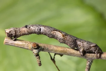 Crocallis elinguaria larva