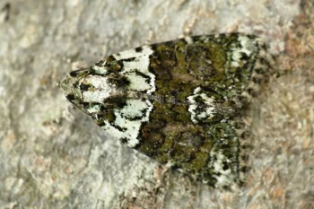 Cryphia algae imago