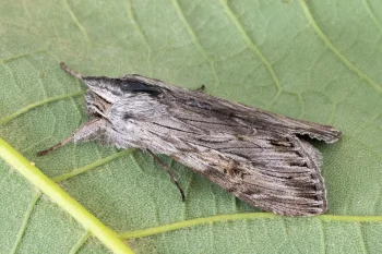 Cucullia lucifuga imago