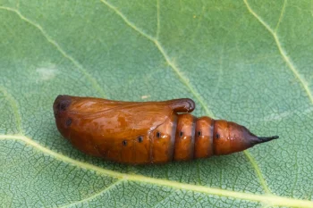 Cucullia lucifuga pupa