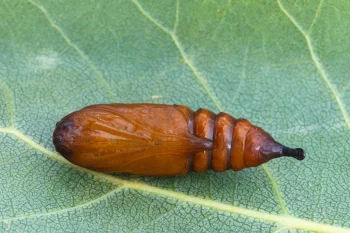 Cucullia lucifuga imago