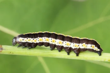 Cucullia lucifuga larva