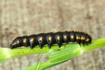 Cucullia lucifuga larva