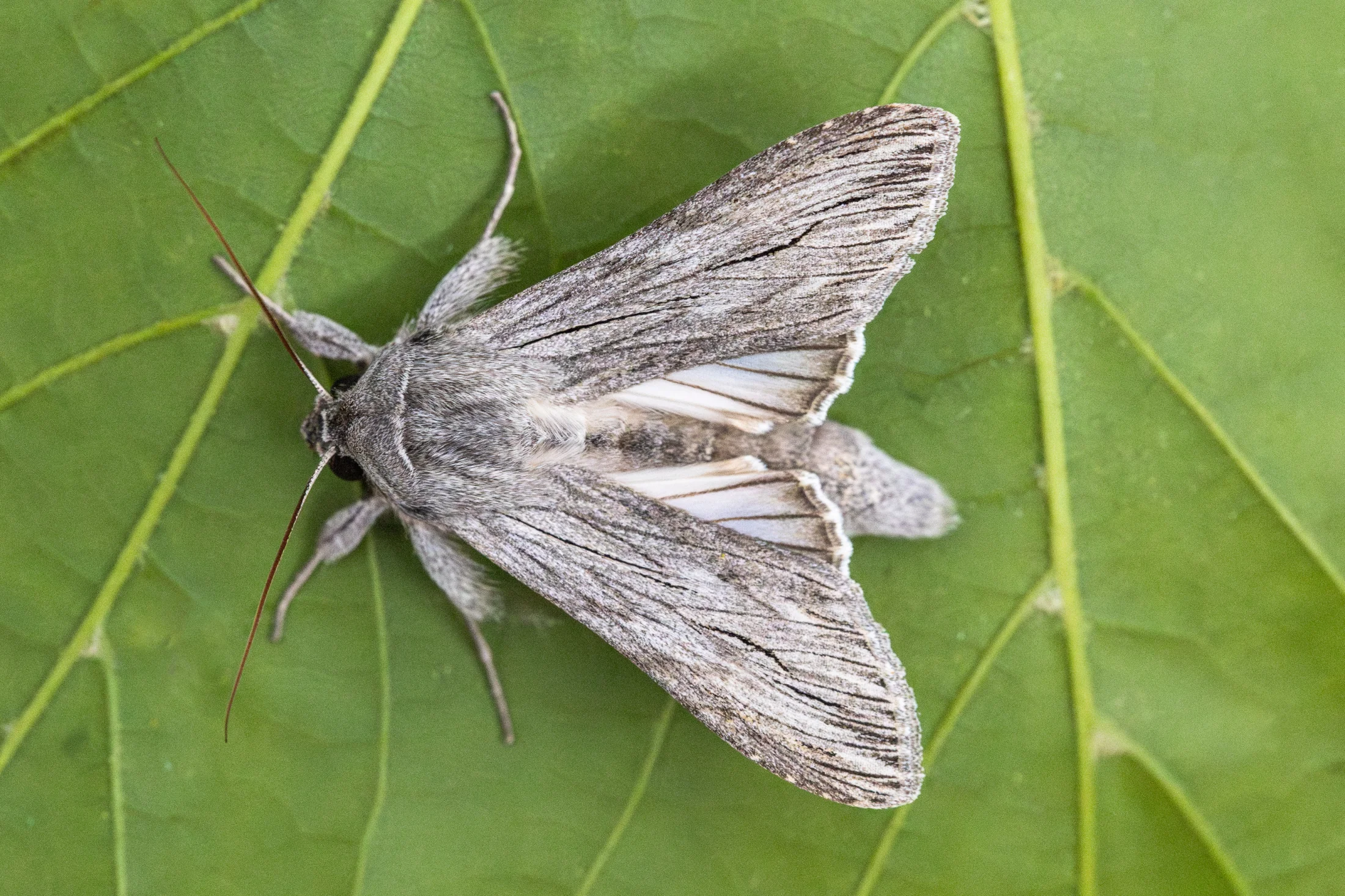 Cucullia tanaceti imago