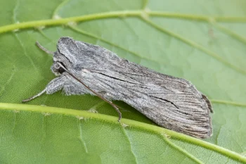 Cucullia tanaceti imago