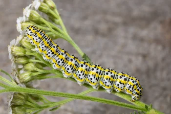 Cucullia tanaceti larva